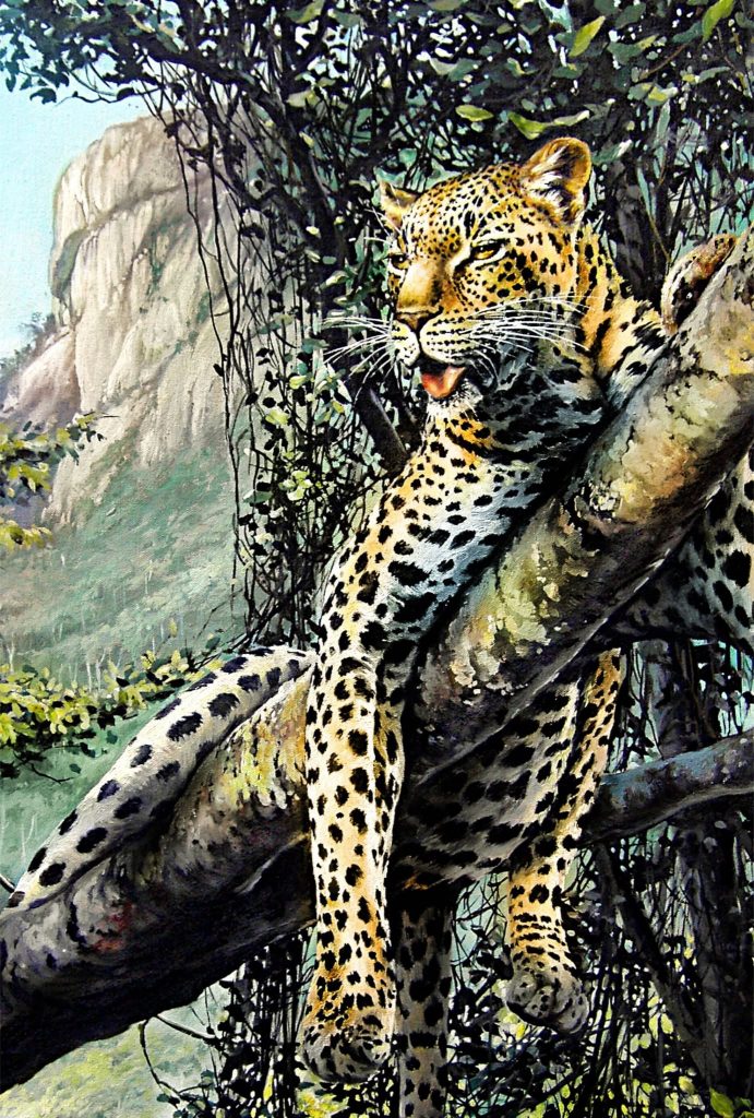 Leopard in Bvumba